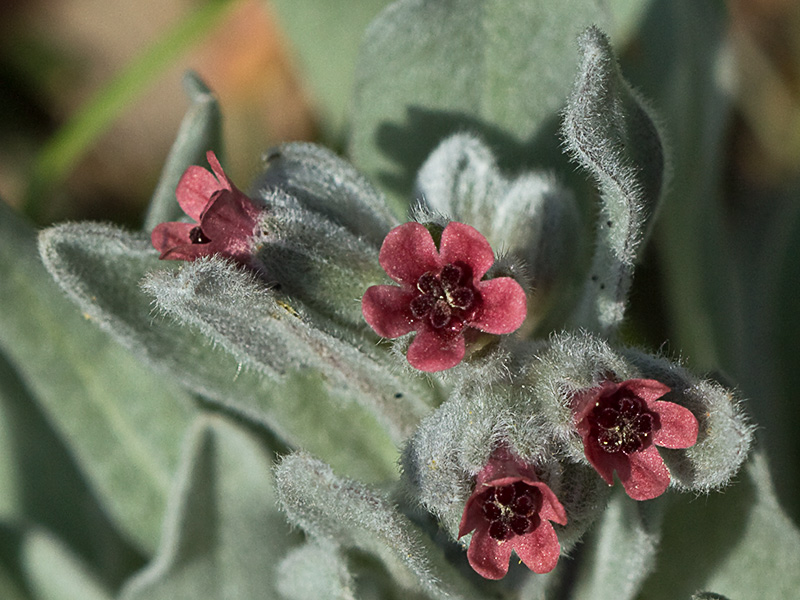 Cynoglossum cheirifolium, Viniebla