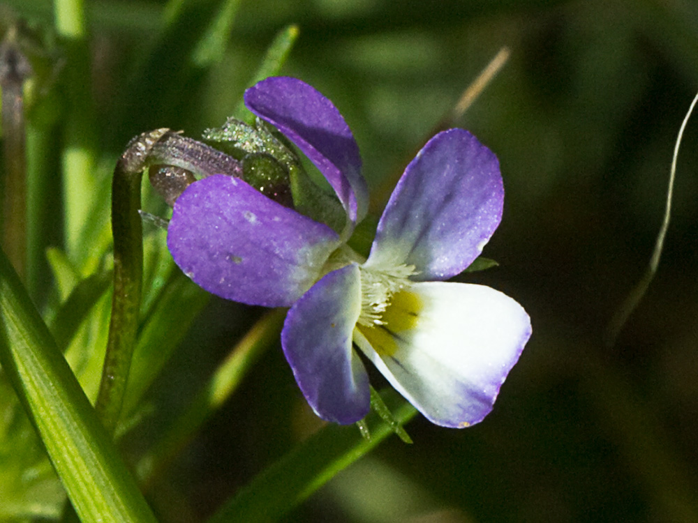 Viola de monte (Viola riviniana)