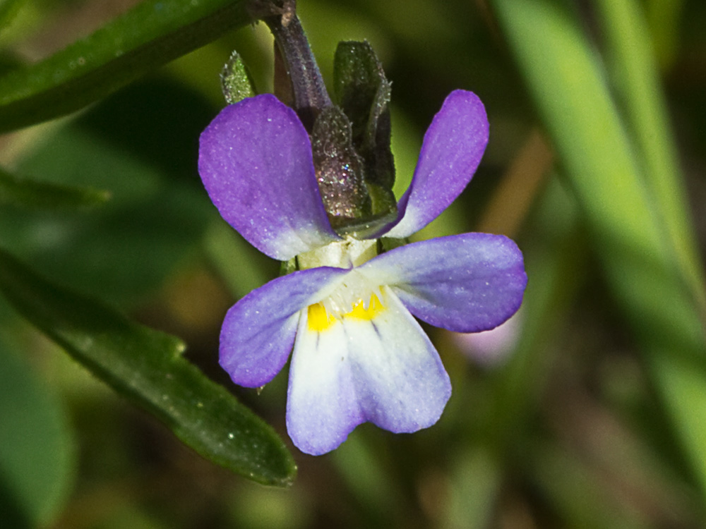 Viola de monte (Viola riviniana)