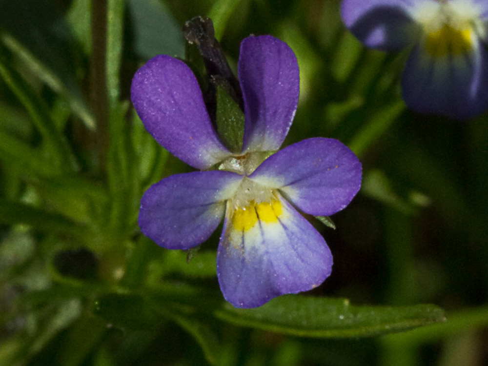 Viola de monte (Viola riviniana)