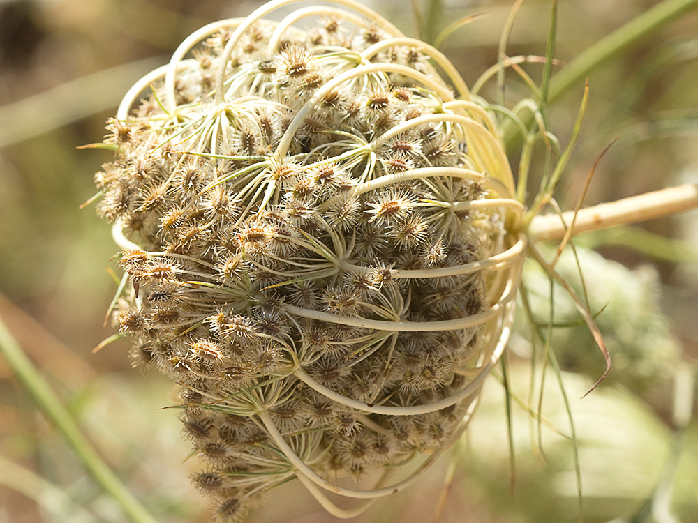 Umbela recogida de la Zanahoria silvestre (Daucus carota ssp. carota)