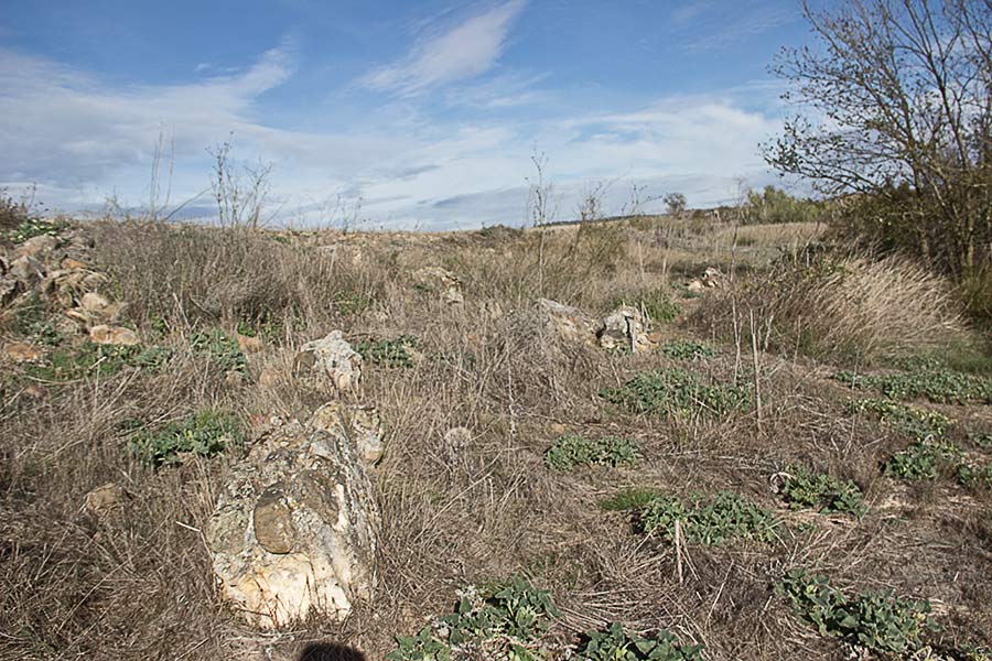 Restos que yacen en el soto del Cedena en las Tamujas de Malpica de Tajo