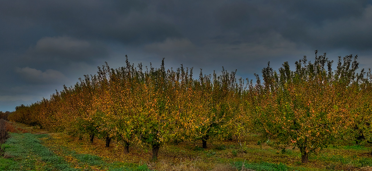 Plantación de ciruelos en el quinto del Rincón en Malpica de Tajo Plantación de ciruelos en el quinto del Rincón en Malpica de Tajo