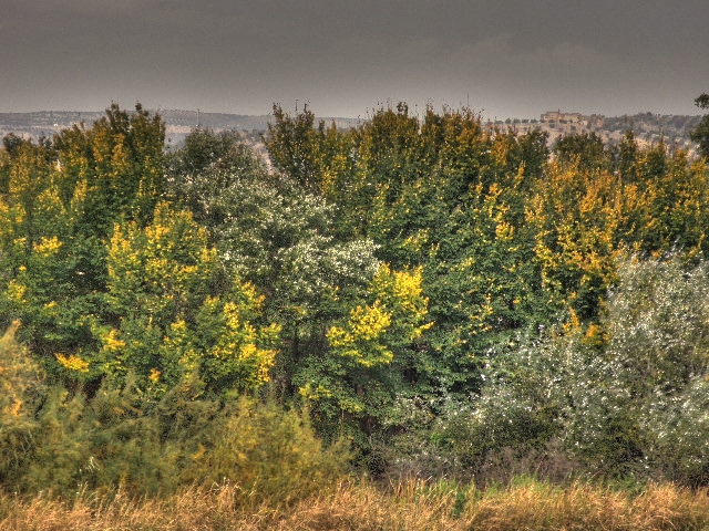 La alameda negra de Malpica de Tajo en Otoño La alameda negra de Malpica de Tajo en Otoño