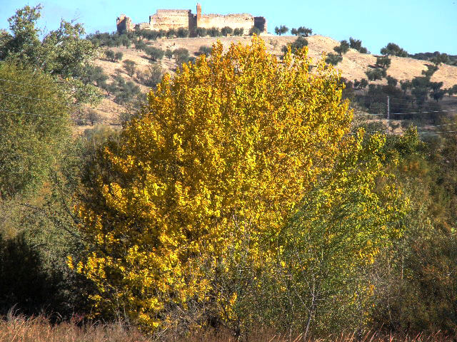 Los amarillos del chopo con el castillo Villalba al fondo - Malpica de Tajo Al fondo el Castillo de Villalba