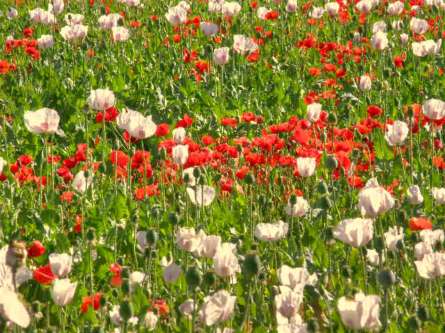 La amapola se enñorea en los campos de su hermana mayor la adormidera - Malpica de Tajo La amapola se enñorea en los campos de su hermana mayor la adormidera - Malpica de Tajo