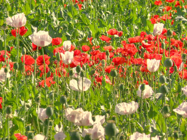 Amapolas entre adormideras- Malpica de Tajo Amapolas entre adormideras- Malpica de Tajo