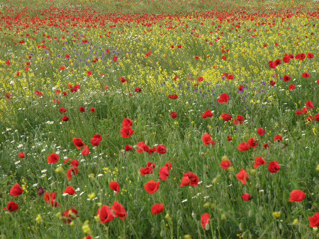 Amapolas, finca las Tamujas, Malpica de Tajo Amapolas, finca las Tamujas, Malpica de Tajo