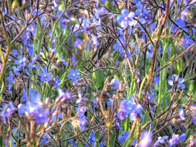 Flores de los chupamieles