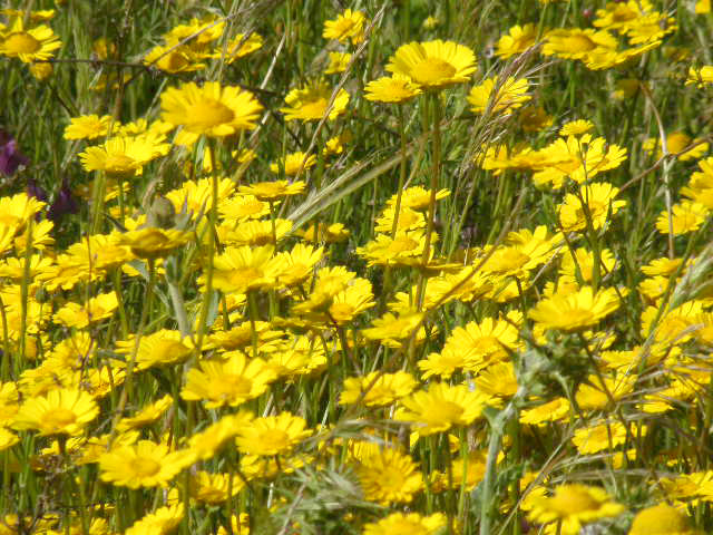 Flores de la margarita silvestre vistiendo de amarillo una parcela de Malpica Flores de la margarita silvestre vistiendo de amarillo una parcela de Malpica