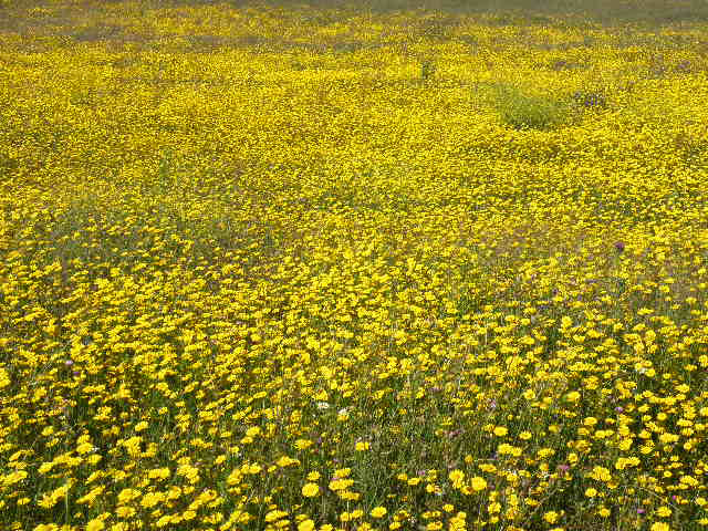 Margaritas silvestres en una parcela de Malpica de Tajo Margaritas silvestres en una parcela de Malpica de Tajo