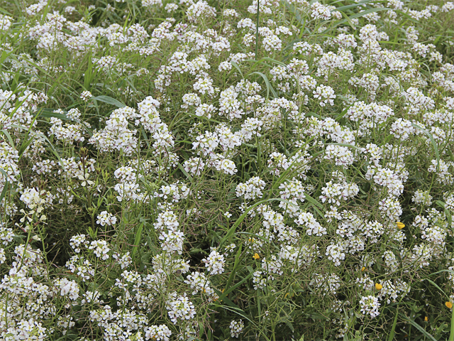 Campos cubiertos de blanco Campos cubiertos de blanco