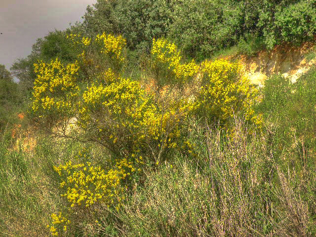 Barrera del Olivar, Malpica de Tajo Barrera del Olivar, Malpica de Tajo
