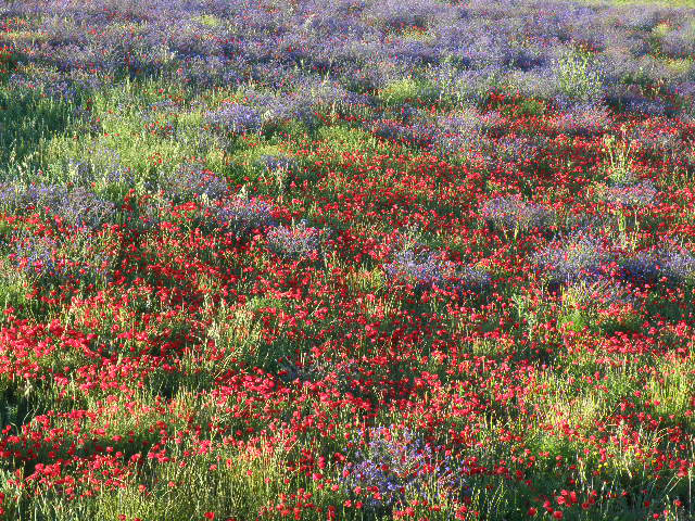 No es infrecuente combinaciones de rojos y morado como en esta parcela de Malpica de Tajo No es infrecuente combinaciones de rojos y morado como en esta parcela de Malpica de Tajo