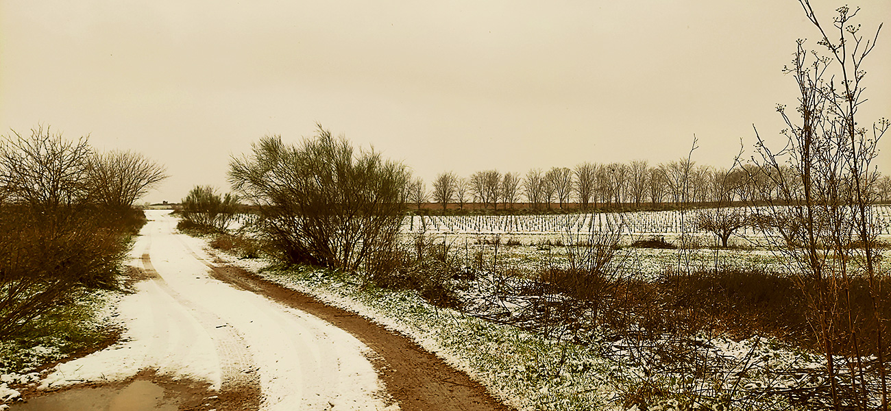 Camino del oeste de Malpica de Tajo nevado 