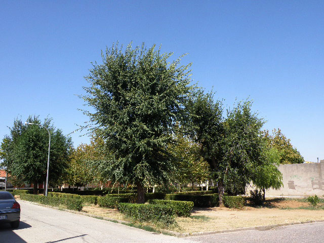 Parque de la Av. Velzquez en Malpica de Tajo