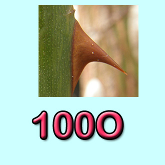 Jeroglífico