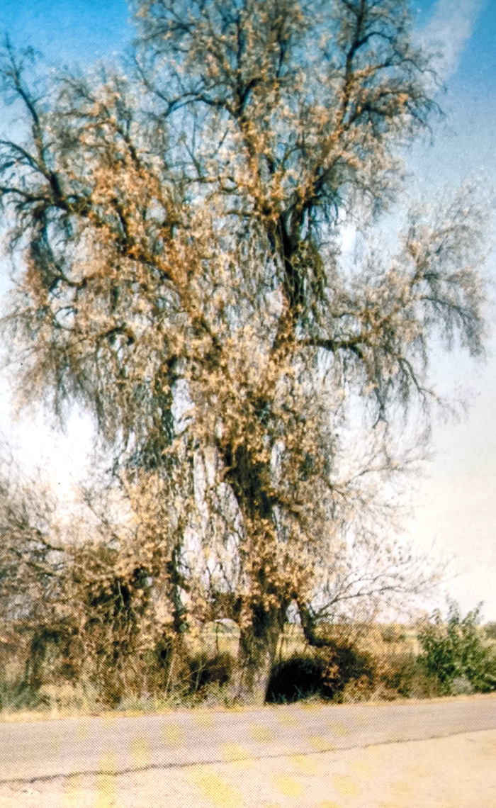 El desaparecido árbol gordo, foto basada en la que publicó Félix Erustes en el libro de la fistas de la nieves de 1999 El desaparecido árbol gordo, foto basada en la que publicó Félix Erustes en el libro de la fistas de la nieves de 1999