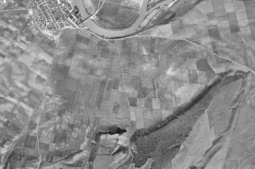 Los olivares según el Vuelo Americano de 1956 Los olivares según el Vuelo Americano de 1956