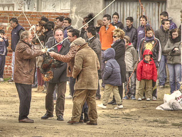 Padres de quintos colocando los gallos para la carrera